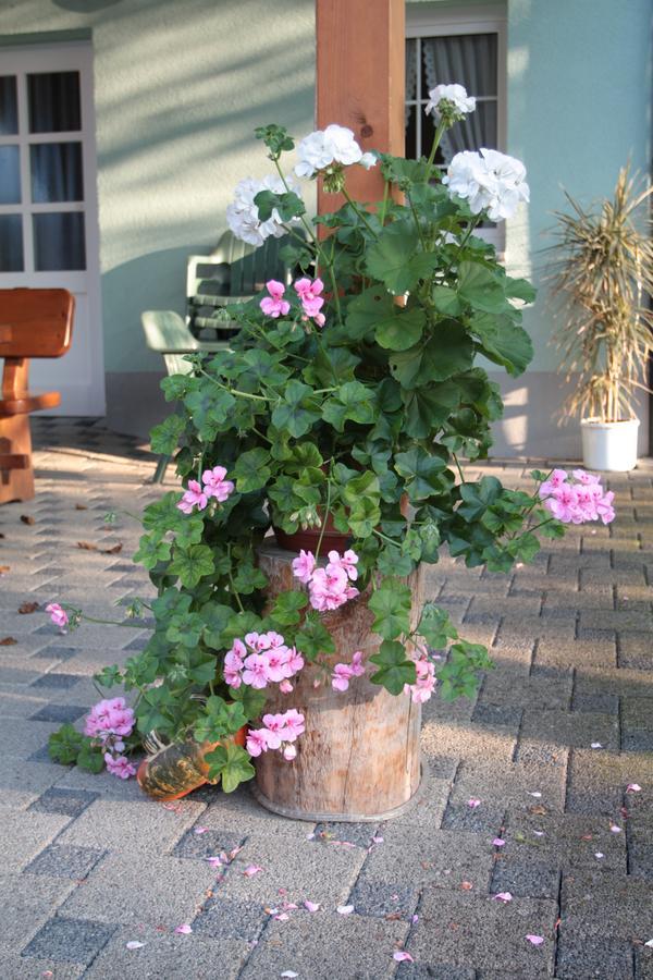 Hotel-Gasthaus Engel Luttingen 劳芬博格 外观 照片